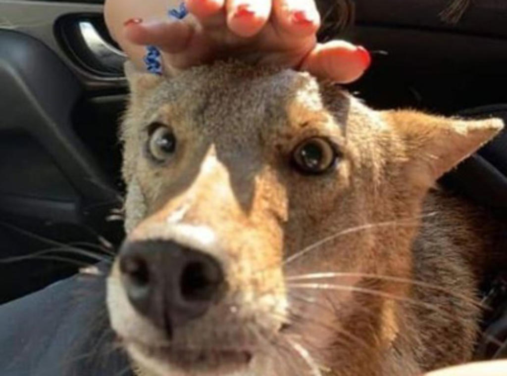 VIRAL: 'Pancho', el coyote que rescataron pensado que era un perro