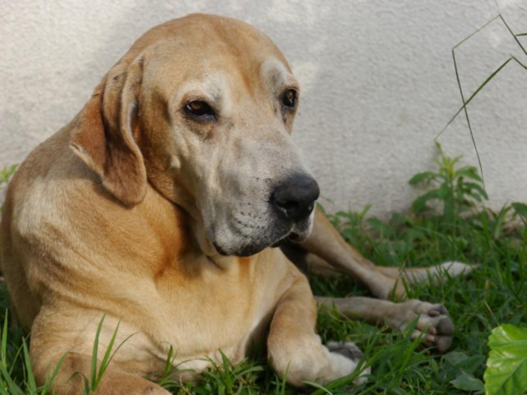 'Marcos', el perrito que espera a su dueño desde 2017 en un hospital