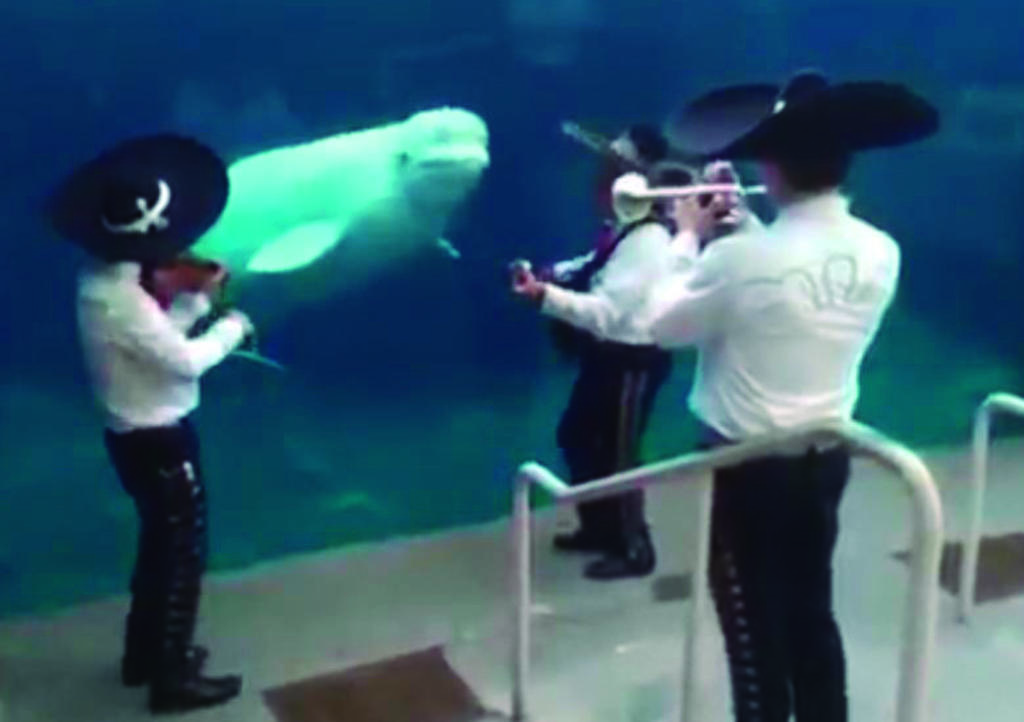 Mariachi lleva serenata a ballena en su aniversario