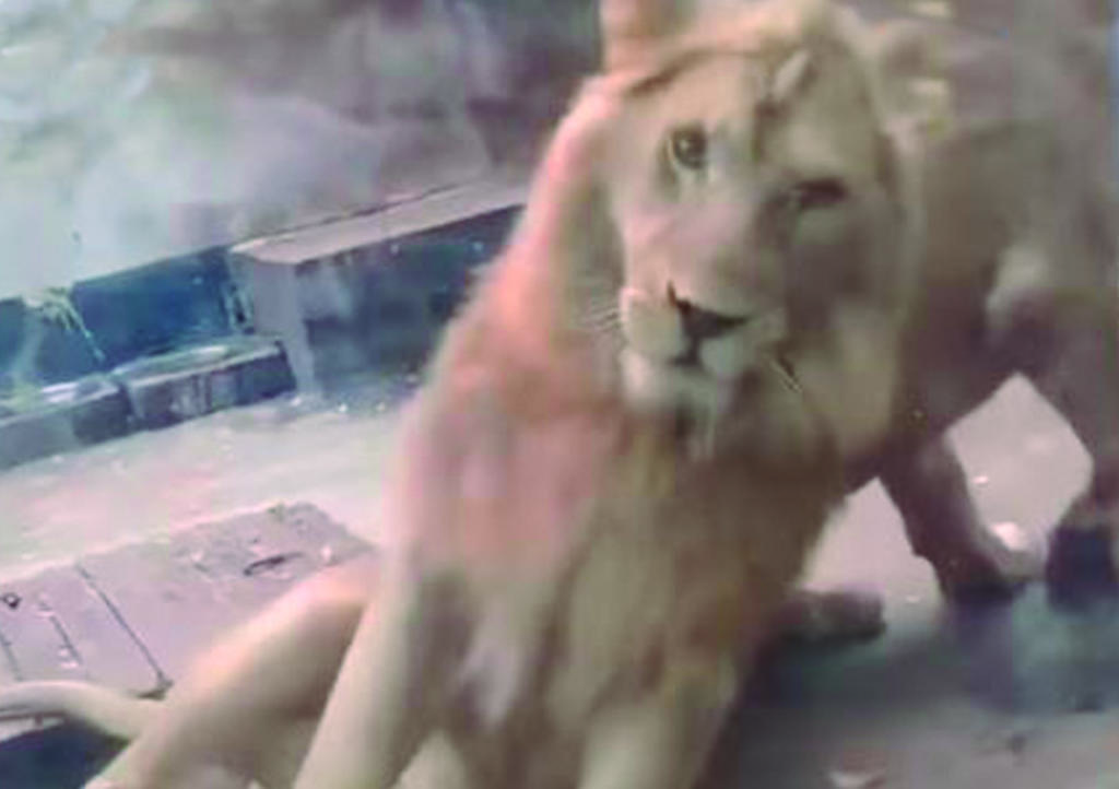 León quiere 'acurrucarse' con su leona y algo sale mal