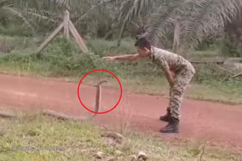 La increíble manera en que soldado doma a una serpiente se hace viral