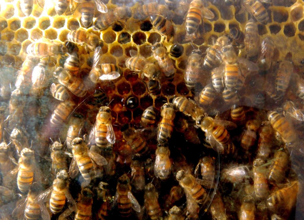 Fallece hombre tras ser atacado por abejas en Sinaloa