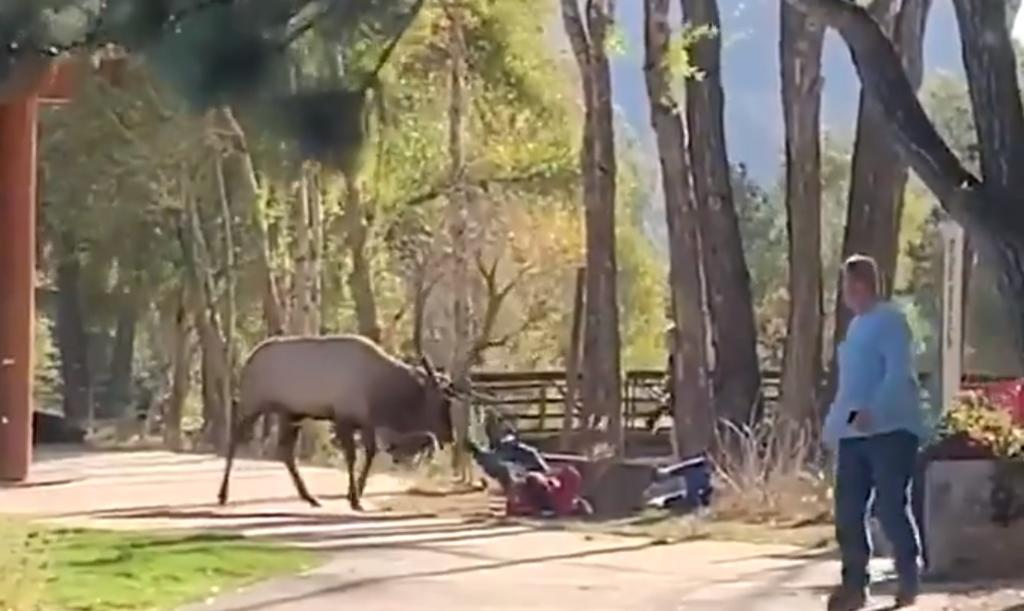 VIDEO: Alce ataca a mujer y camioneta en un parque estadounidense