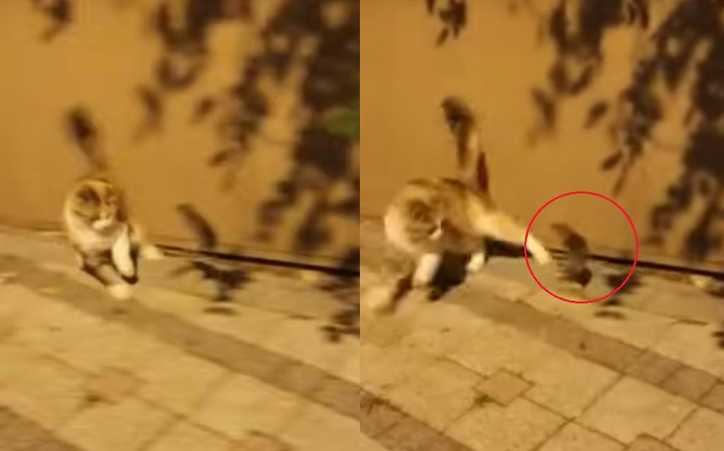VIRAL: Ratón se enfrenta a gato y termina haciéndolo huir