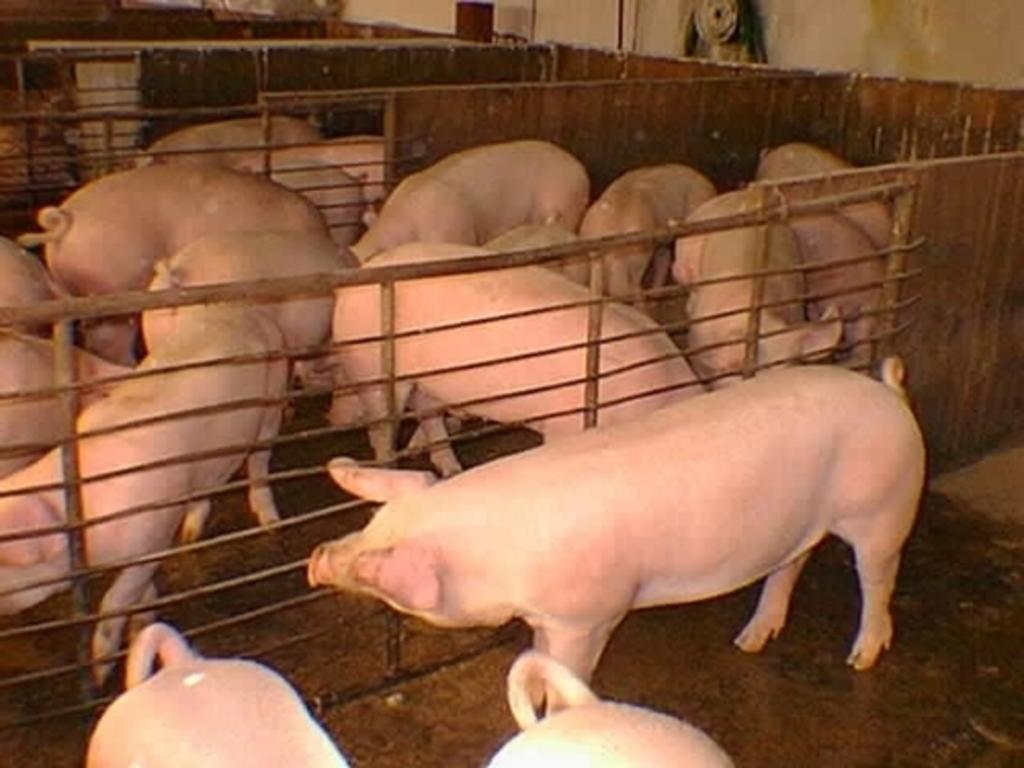 Productores mexicanos de carne de cerdo alistan exportaciones a China