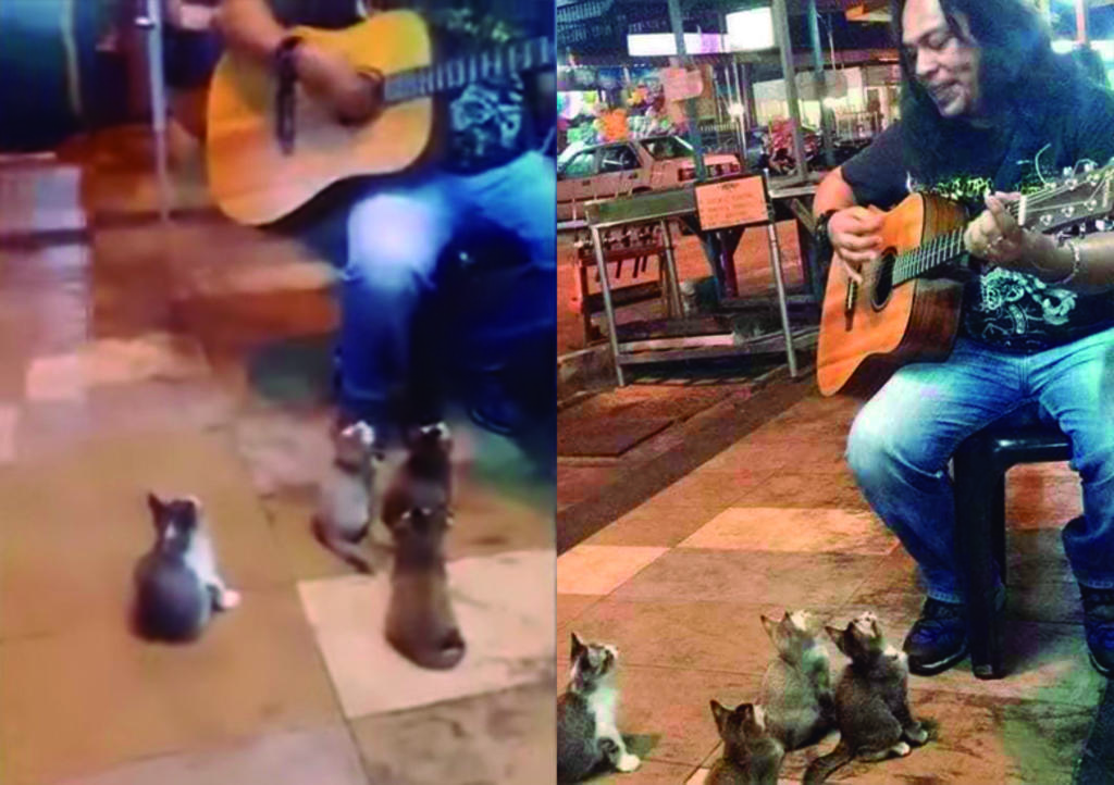 VIDEO: Artista callejero cautiva a gatos con su música