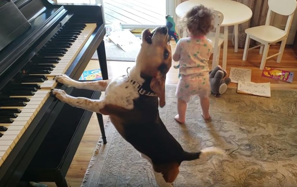 VIRAL: 'Buddy Mercury' el perro que conquista al 'cantar' y tocar el piano