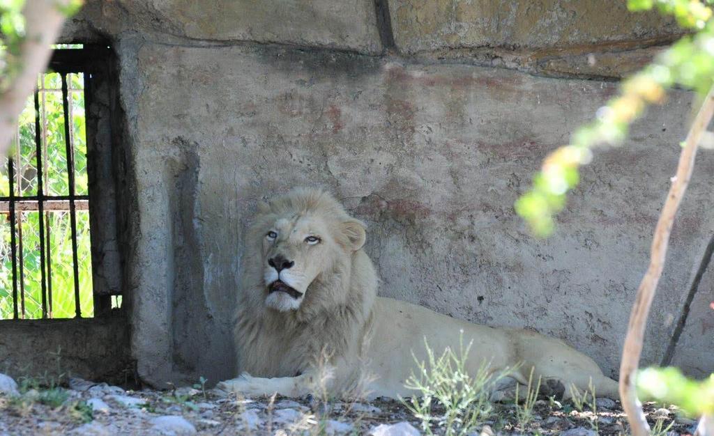 Entregará Museo del Desierto proyecto de zoológico a Monclova