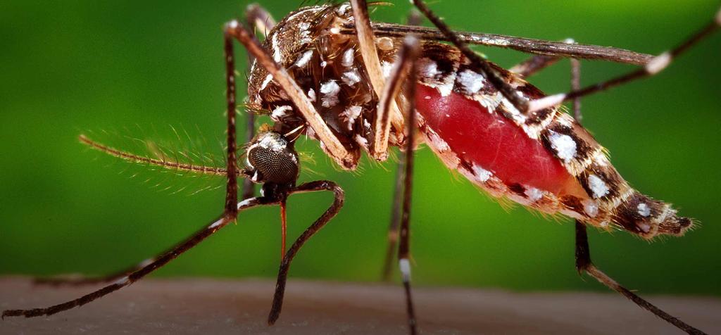 Detectan 5 casos de dengue en Coahuila