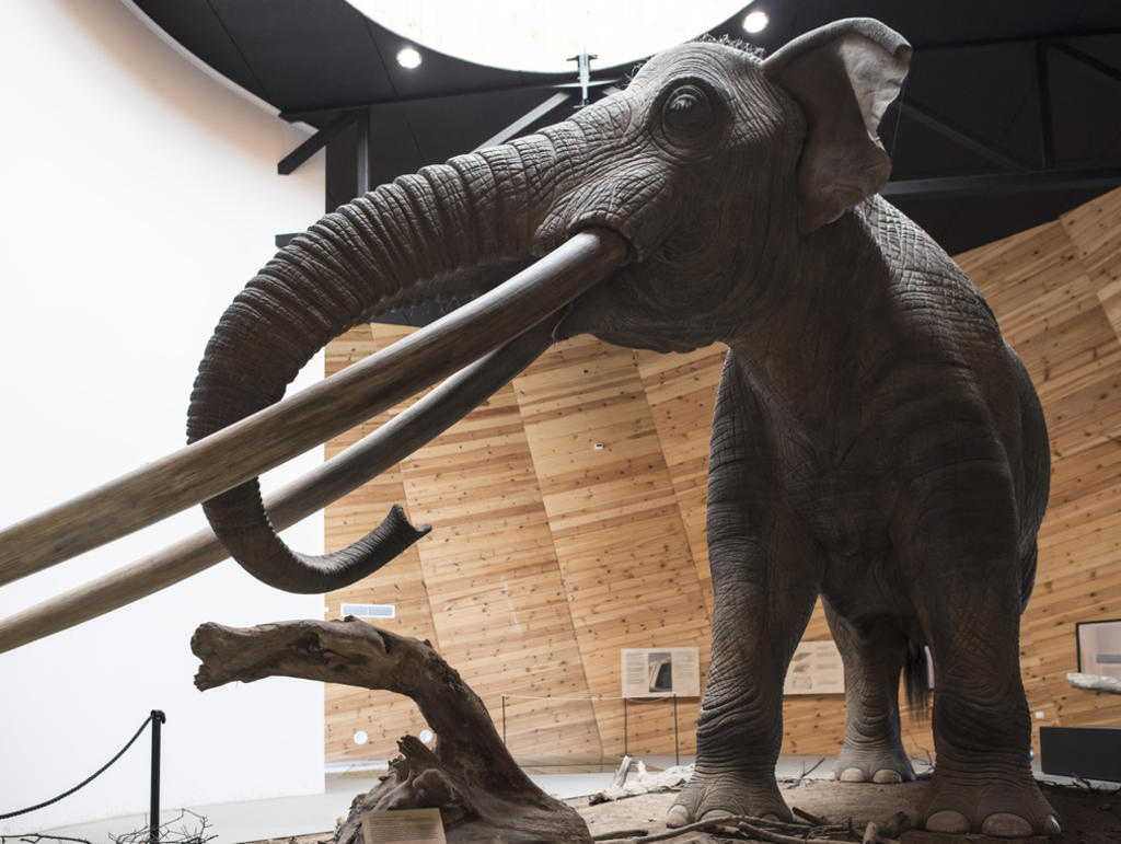 Hallan huesos y colmillos de mastodonte en Puebla