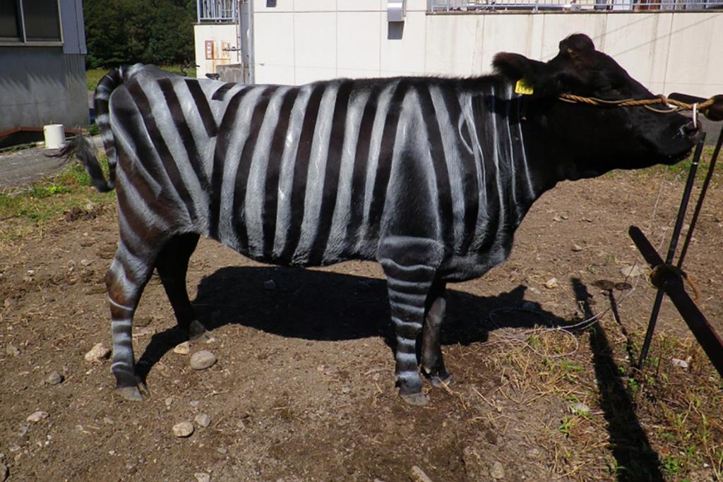 Pintar vacas como cebras, solución contra picaduras