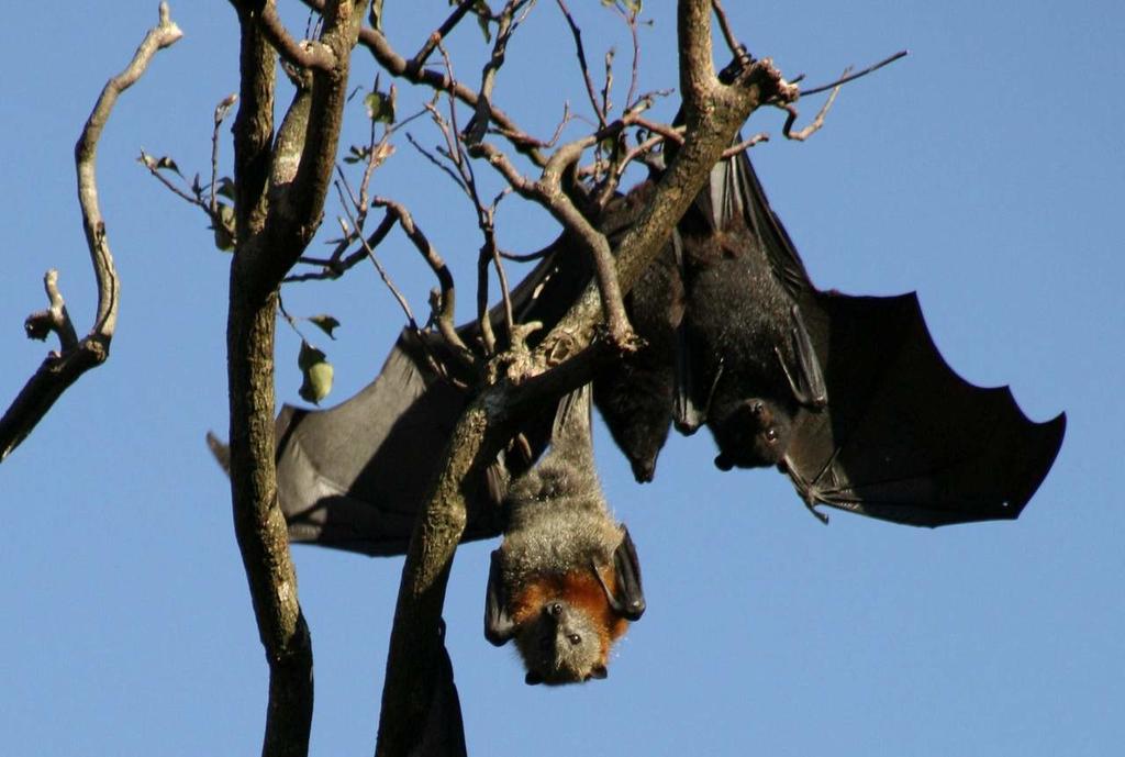 Reducen murciélagos plagas y uso de pesticidas en cultivos