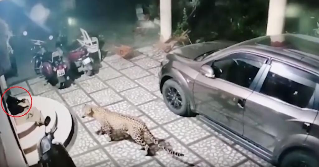 VIDEO: Perro es atacado por leopardo en la entrada de su hogar