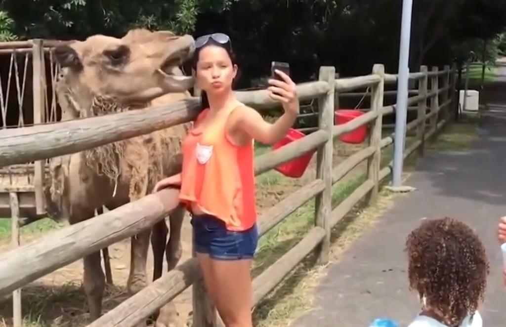 VIRAL: Camello intenta morder a una mujer al hacerse una selfie con él
