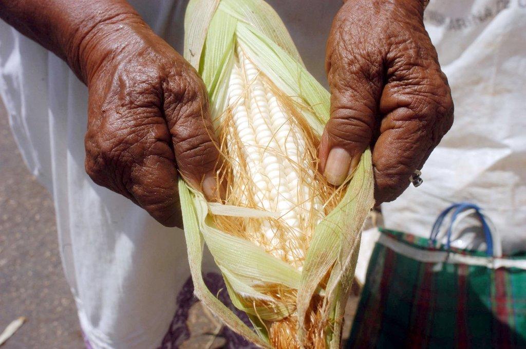 Frena nueva ley de maíz a la biotecnología