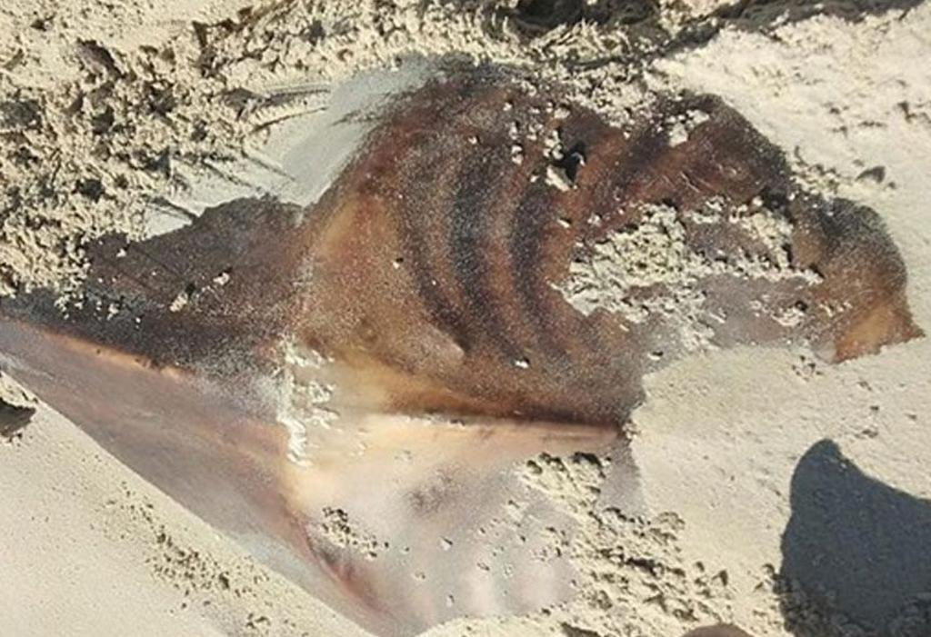 Encuentran restos de criatura desconocida en playa australiana