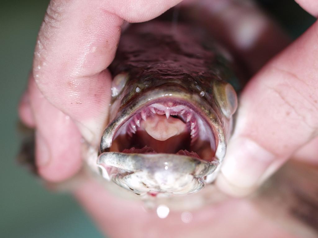 Channa argus, el peligroso pez que alerta a la población estadounidense