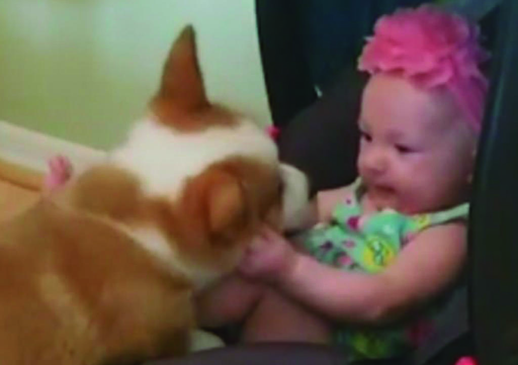 VIDEO: El adorable encuentro entre Corgi y bebé