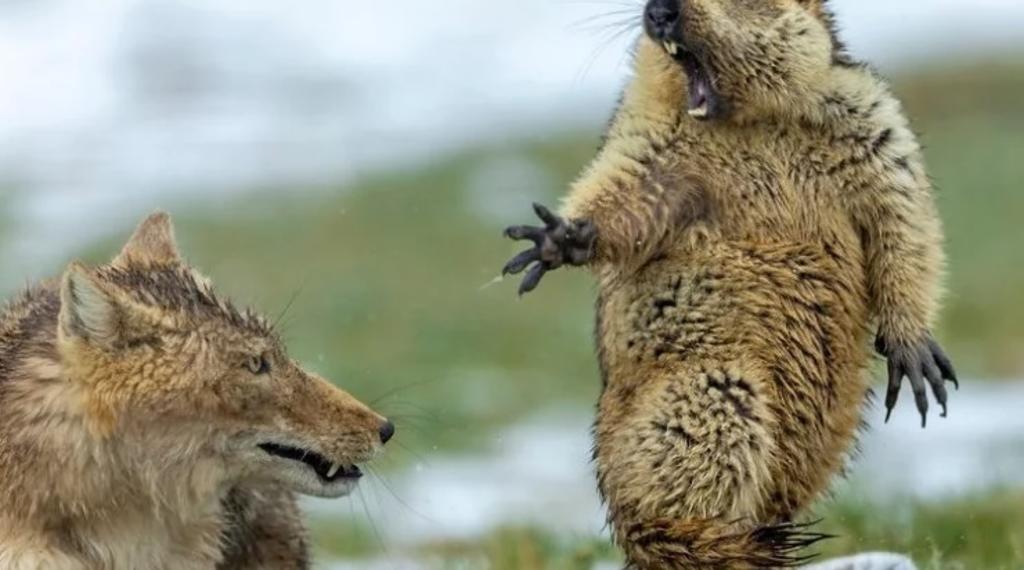 VIRAL: La divertida reacción de una marmota al ser sorprendida por un zorro