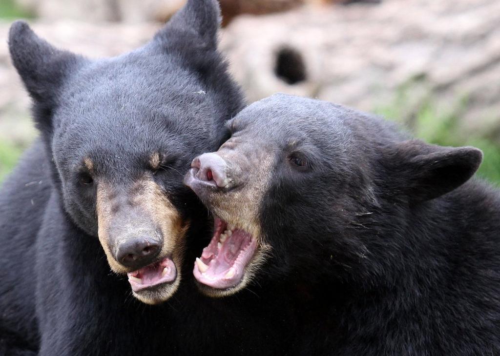 Capturan a oso negro hambriento en Saltillo