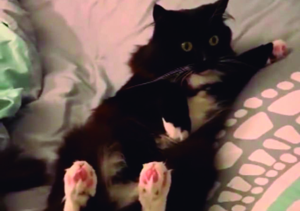VIDEO: Gato se 'congela' tras sentir terremoto