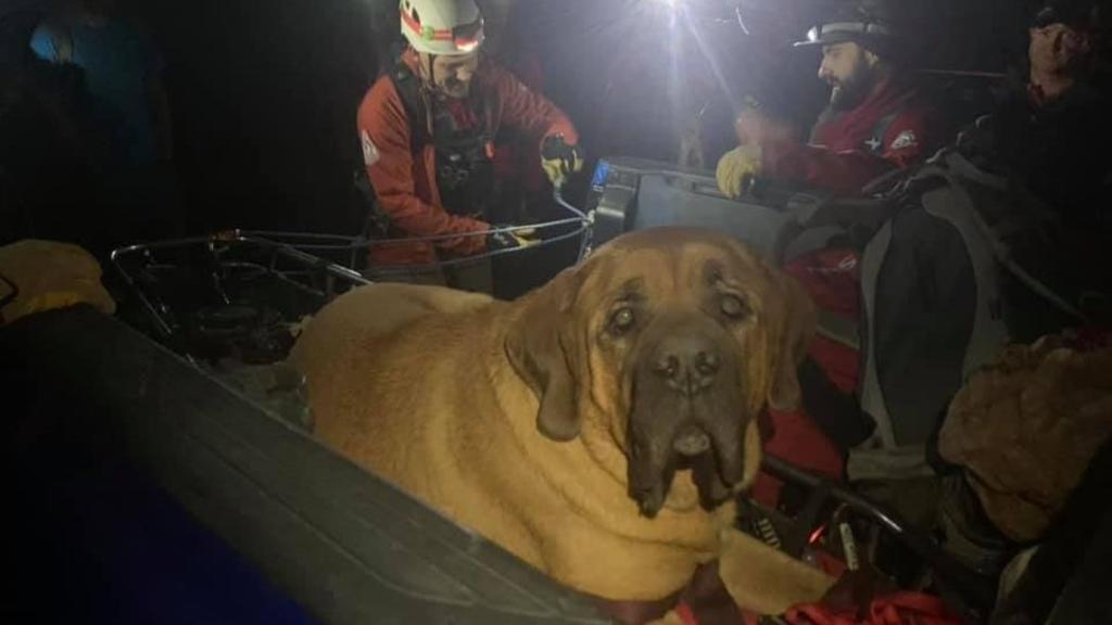 Rescatan a enorme perro de casi 90 kilos de una montaña