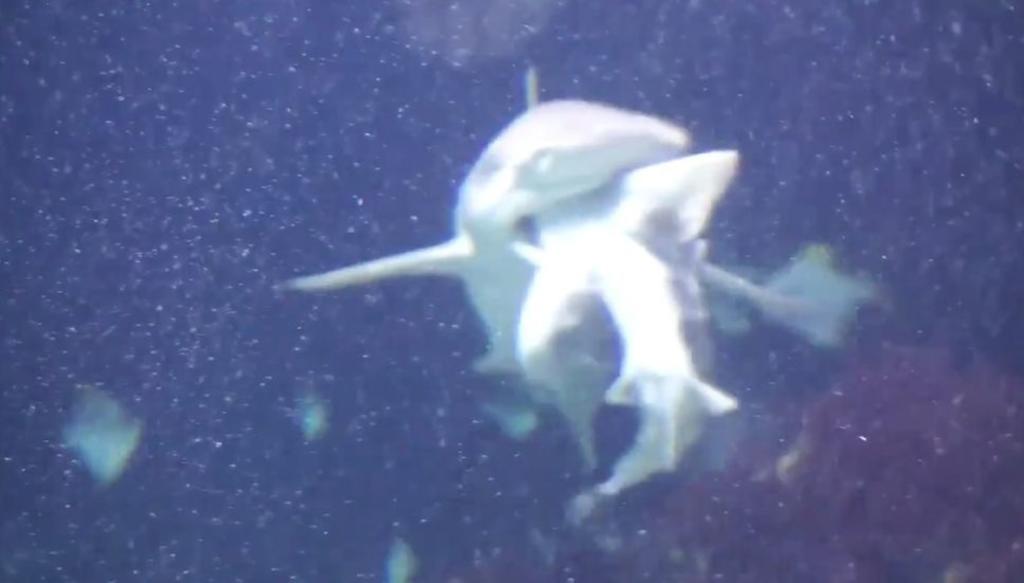VIDEO: La estremecedora escena de un tiburón comiéndose a otro