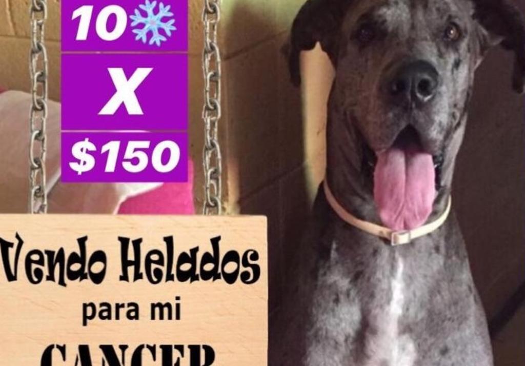 Lancer, el perrito que vende helados para pagar su tratamiento de cáncer