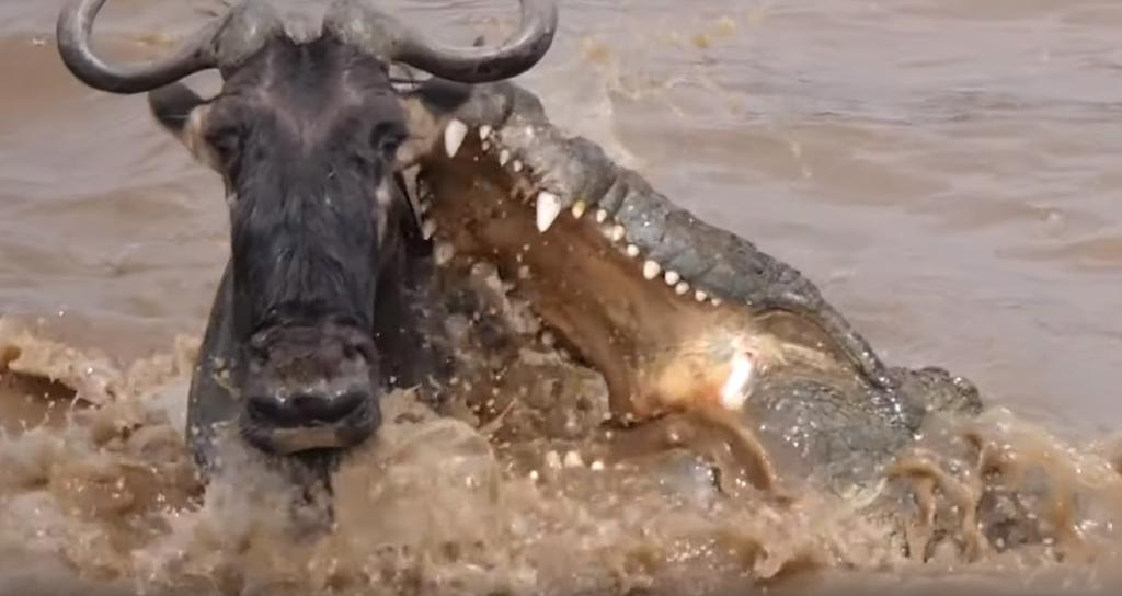 VIRAL: El increíble movimiento de un ñu al esquivar el ataque de un cocodrilo