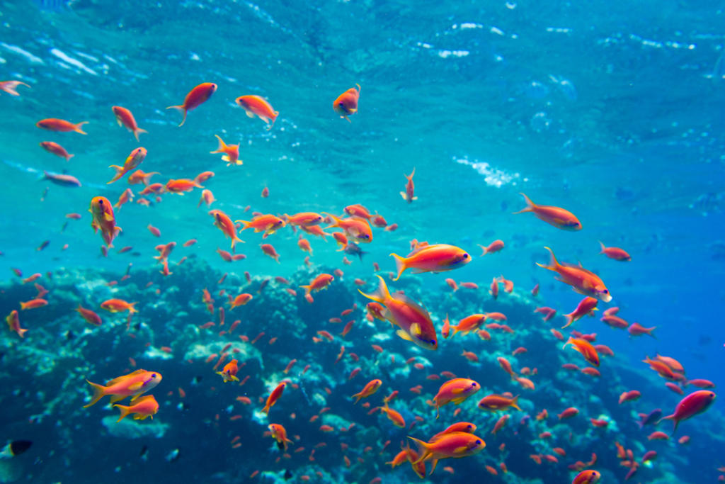 Pérdida de biodiversidad es más rápida en hábitat marino que en el terrestre