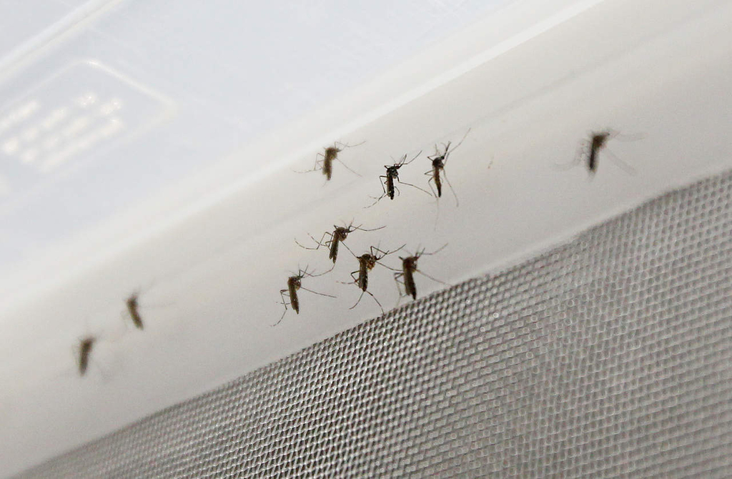 Reportan tres casos de dengue en La Laguna de Coahuila