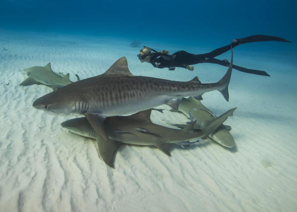 Piel de los tiburones tigre en Galápagos revela su dieta