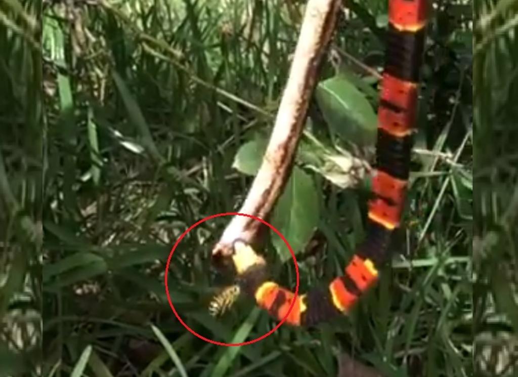 VIRAL: Avispa ataca a serpiente evitando que se coma a otra