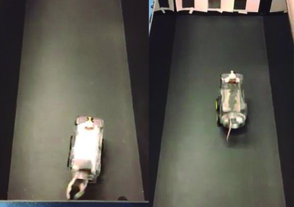 VIRAL: Enseñan a ratas a conducir autos miniatura