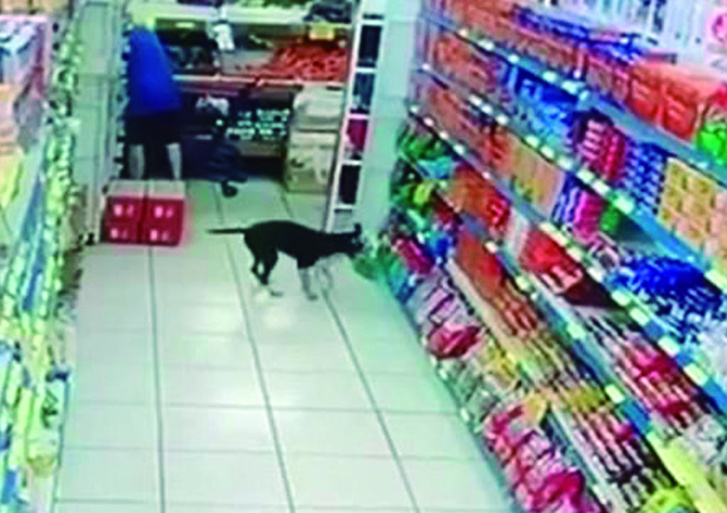 VIDEO: El perro 'delincuente'; entra a tienda y roba donas
