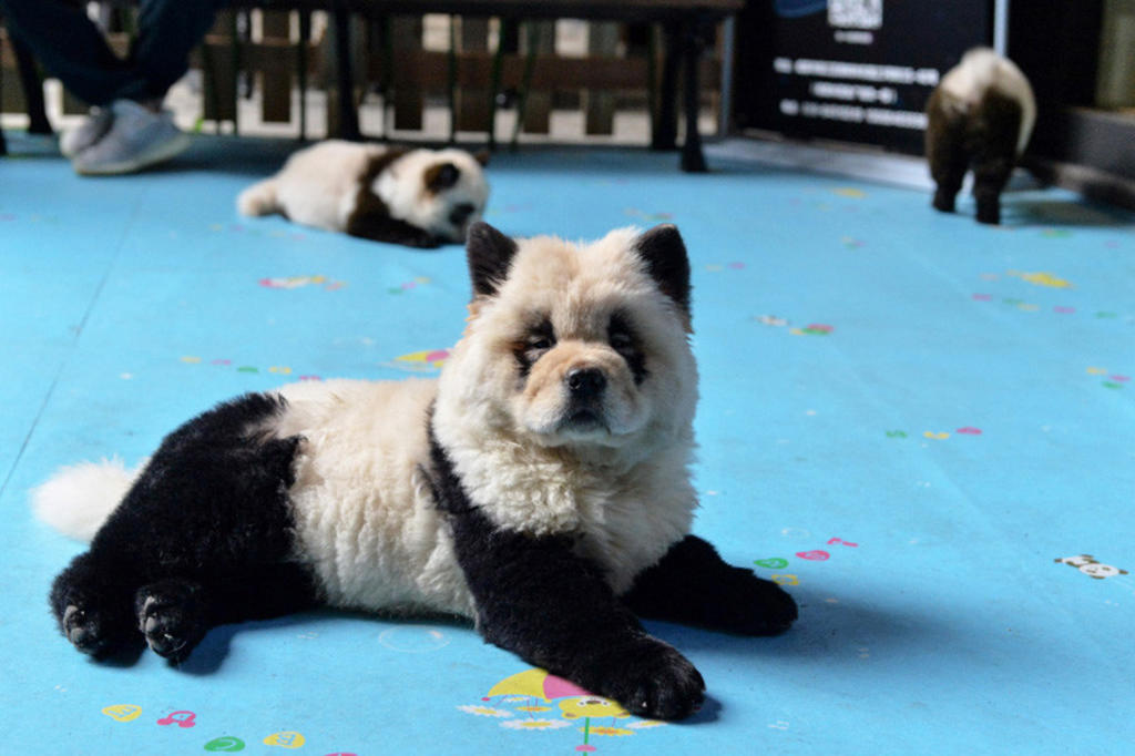 Perros pintados de panda en café de China causa indignación