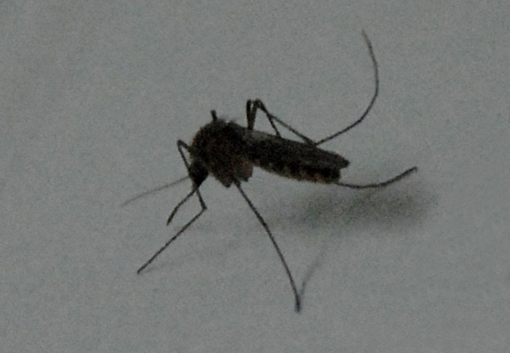 Se alista Paraguay por epidemia de dengue