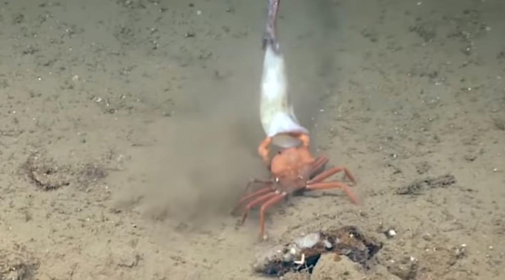 VIDEO: La increíble batalla entre un cangrejo y dos anguilas por comida