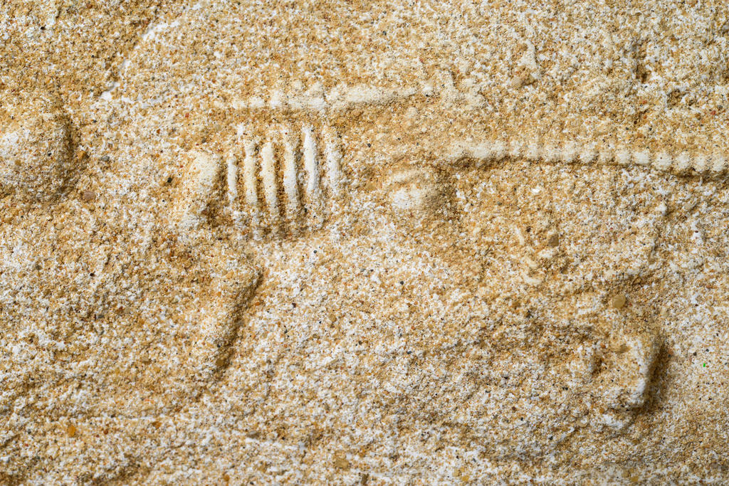 Fósiles muestran cómo se recuperó la vida tras meteorito