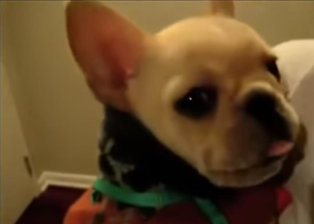 Perro se vuelve viral al 'pronunciar' 'te amo' a su dueña
