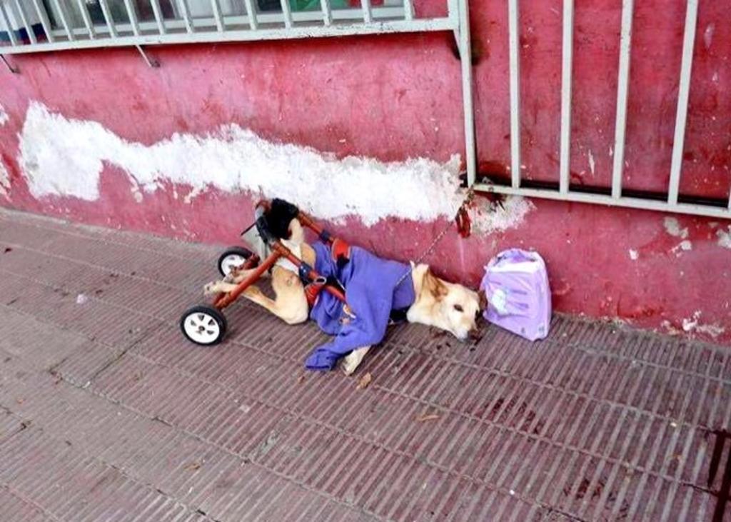 'Lunita', la perrita que fue abandonada en silla de ruedas