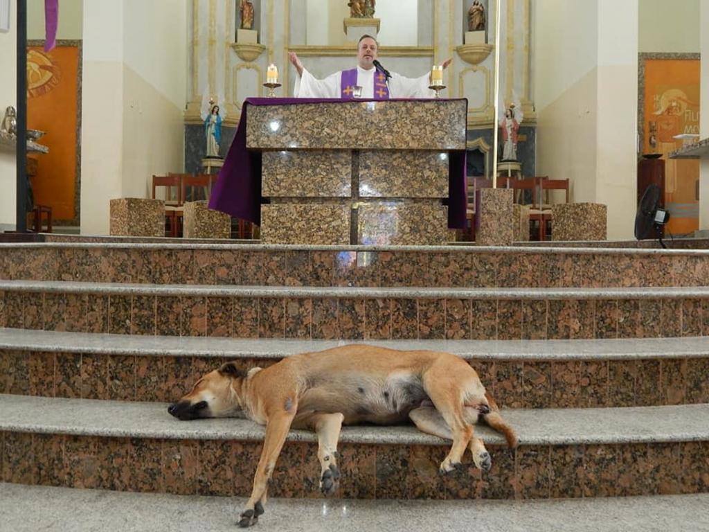 VIRAL: Sacerdote realiza misas con perros callejeros para encontrarles hogar