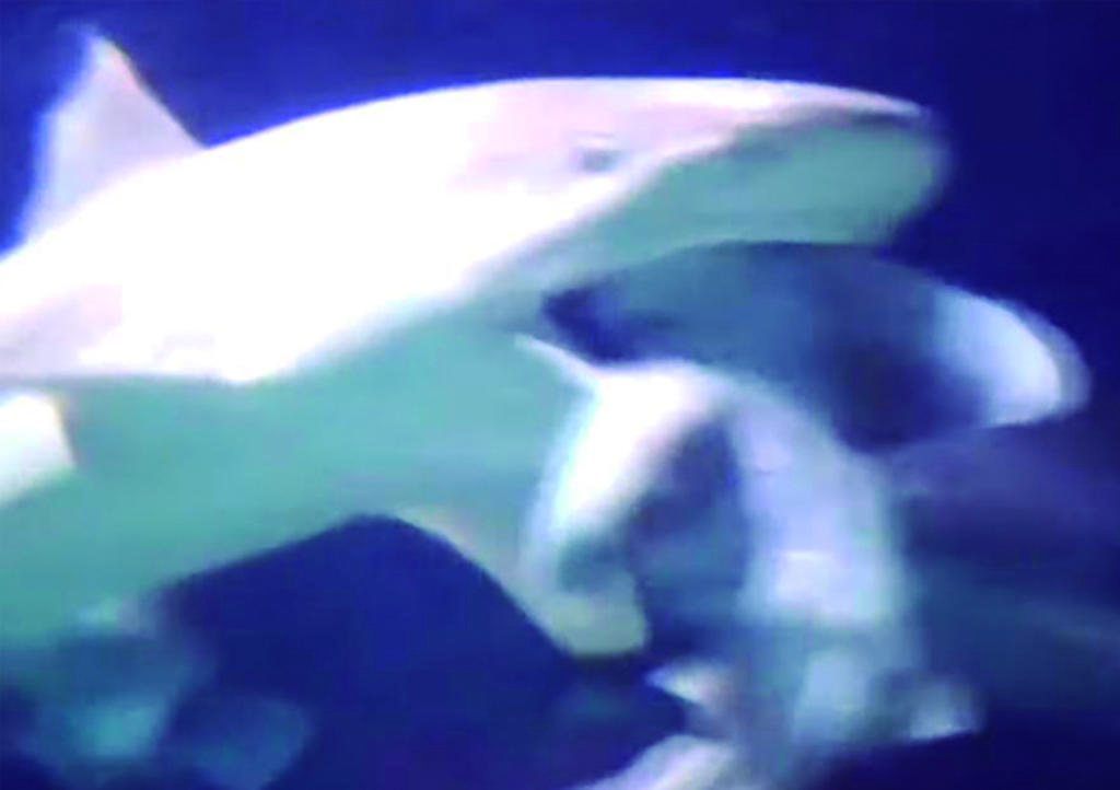 VIDEO: Tiburón se come a otro frente turistas en acuario