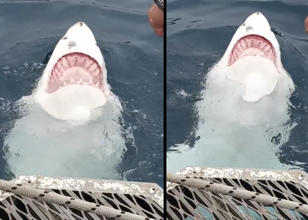 Tiburón nada de espaldas y muestra todos sus dientes