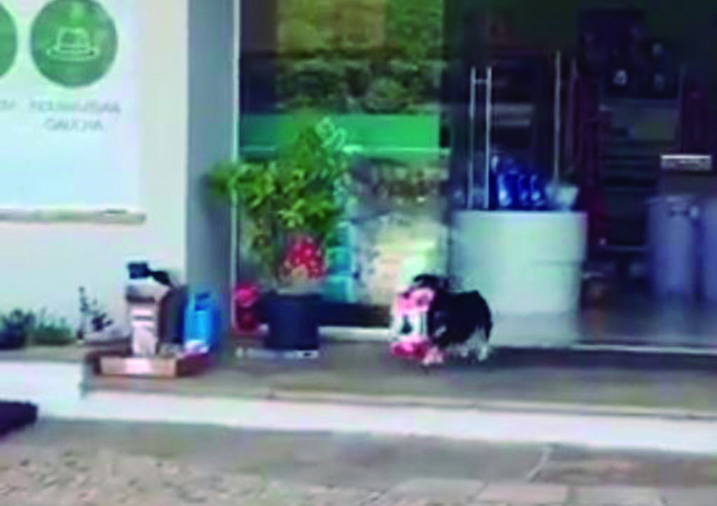 VIRAL: Perrito entra a tienda de mascotas y roba croquetas