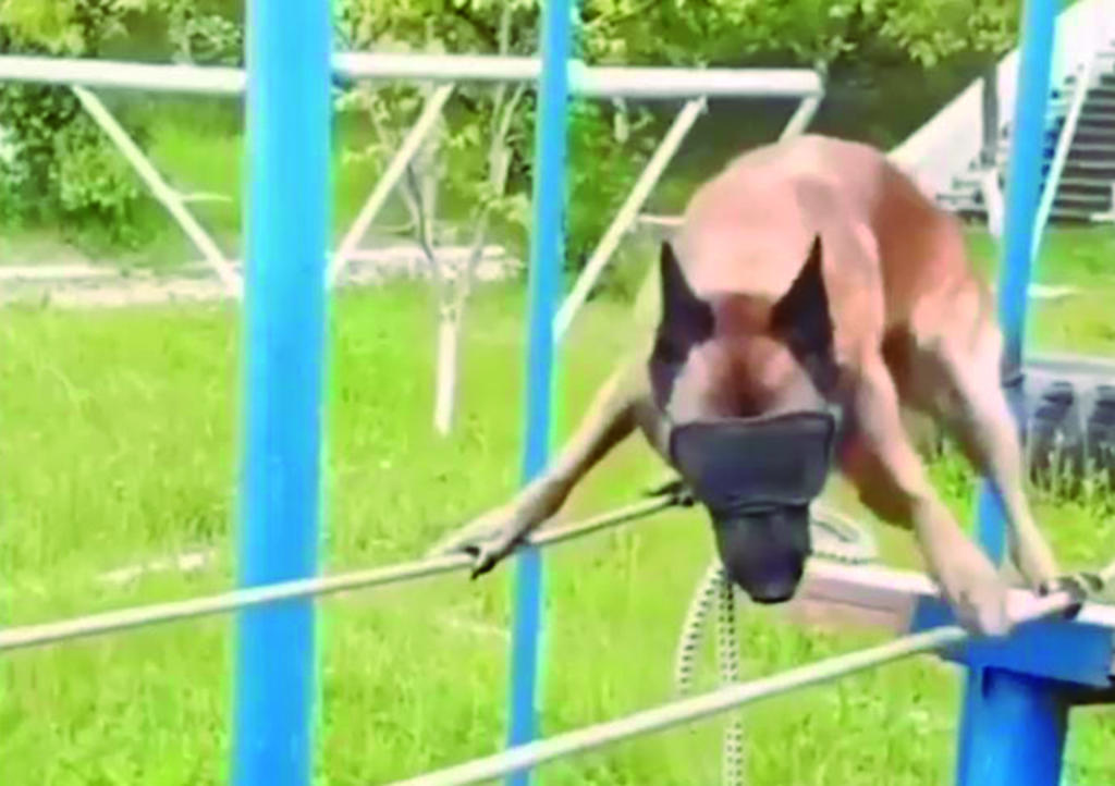 VIDEO: Perro policía camina sobre cuerdas con ojos vendados
