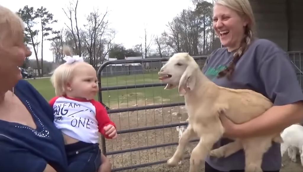 VIRAL: La cómica conversación entre una niña y una cabra