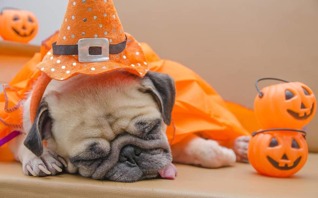 Consejos para disfraz de perro este Halloween
