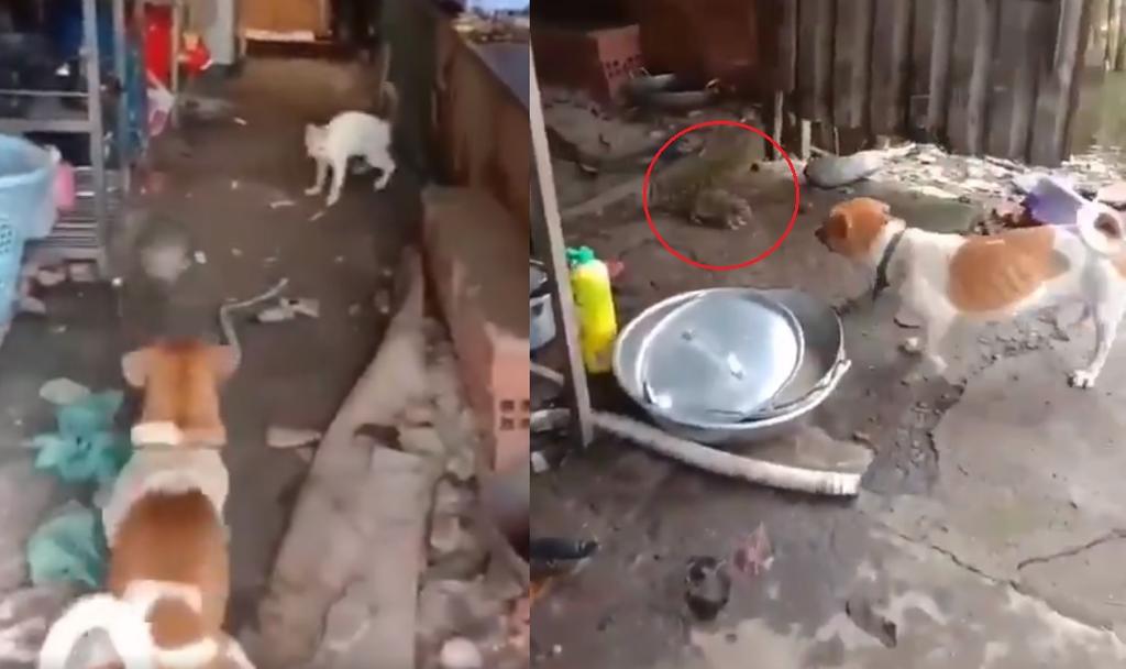 VIRAL: Perro y gato se unen para cazar a una rata