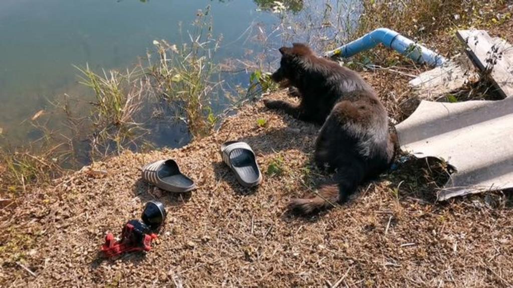 Conmociona perro que esperó a su dueño que se ahogó en un estanque